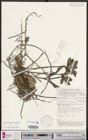 Image result for Polystachya dewanckeliana