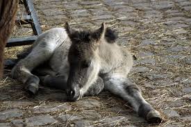Le tarpan est l'une des races de chevaux les plus anciennes : Nachwuchs Im Eiszeitlichen Wildgehege Tarpan Fohlen Mogli Erblickt Das Licht Der Welt Kreis Mettmann Top