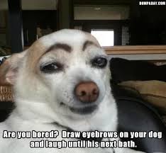 Dog With Eyebrows1 Jpg 620 572 Pixels Funny Dog Pictures Funny Pictures Funny Dogs
