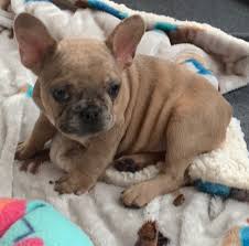 Even though these pooches look stunning at first sight, there are high chances that they'll suffer from health issues when improperly bred. Fawn Merle Female French Bulldog Ivy Sold The French Bulldog