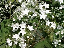 Veuillez sélectionner fleurs blanches (286) fleurs bleues (29) fleurs jaunes (61) fleurs oranges (4) fleurs roses (63) fleurs rouges (58) fleurs ces arbustes peuvent être fleuris, avoir des feuilles colorées et panachées, des baies décoratives mais c'est sans conteste le feuillage persistant qui en. Floraisons Remarquables Hennebelle