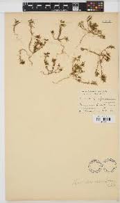 Image result for Prismatocarpus cordifolius