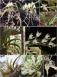 Image result for Solenangis conica