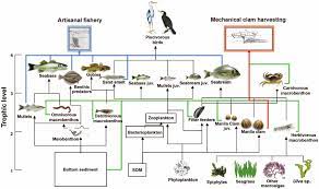 It includes the sand base on the bottom of the tank. Food Web Diagram Of The Venice Lagoon With 27 Nodes Or Funtional Download Scientific Diagram