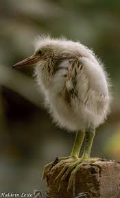 Small Bird With Long Legs And Long Beak Egret Large Fish Eating Wading Bird With Long Legs Animals Animals Beautiful Pet Birds