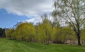 Though it's often associated with humid southern swamps, the bald cypress. Planting Bald Cypress Trees The Martha Stewart Blog