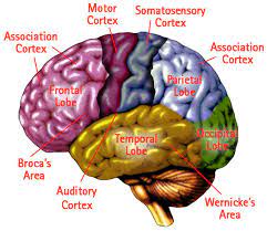 Where is the primary auditory cortex located. Science Redo Auditory Cortex Loshikaemberyhrl