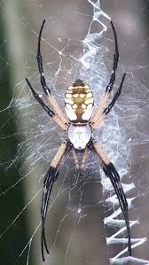 It is important to remember that spiders seen in texas are not bound by the territorial lines decided on by humans, therefore their distribution is subject to change. Babochki Zhuki Nasekomye Makro Fotografii Priroda Entomologiya Mlekopitayushie Zhuki Nochnoj Stil