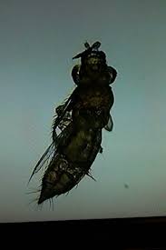 In this guide, you'll learn about \if you see small tiny bugs crawling your screen, chances are they're not dust mites. Tiny Orange Biting Bugs Thriftyfun