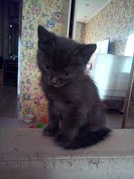 u nas snova chetyre kota milye kotiki ocharovatelnye kotyata detenyshi zhivotnyh