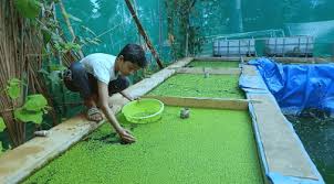 Image result for Azolla