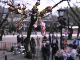 Check spelling or type a new query. æ±äº¬ã®ã‚µã‚¯ãƒ© é–‹èŠ±å®£è¨€ãŠã‚ãšã' é–å›½ç¥žç¤¾ã«ãŸã‚æ¯ æ¯Žæ—¥æ–°èž