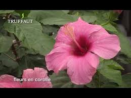 'mahogany splendor' was a featured plant of the day for september 8, 2015. Comment Entretenir L Hibiscus Rosa Sinensis Jardinerie Truffaut Tv Hibiscus Rosa Sinensis Hibiscus Jardinerie Truffaut