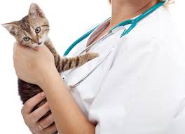 Usually, neutering a tom will curb its desire to roam, although cats are a little different than dogs and wander for reasons other than reproducing. How Much Does It Cost To Spay A Cat Petmd