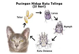 Daftar isi tips menghilangkan kutu pada kucing rekomendasi sampo yang ampuh mengatasi kutu kucing sampo ini diformulasi khusus untuk mengatasi kutu hingga telur kutu pada kucing. Kucing Rasulullah Pat S Kutu Ni Berasal Dari Ibu Kutu Yang Terbang Atau Lompat Dari Kucing A Kepada Kucing B Cukup Sekor Je Pun Kutu Ni Dekat Bulu Kucing Korang Dia Dah