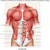 The anatomy of the chest can also be described through the use of anatomical landmarks. 1