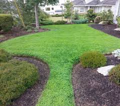 Maybe you would like to learn more about one of these? Helen Chesnut Eco Friendly Micro Clover Lawns Can Attract Deer Times Colonist