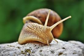 Land snails, and aquatic snails. What Food Do Snails Eat Pet Snail Diets