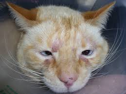Image result for Feline Miliary Dermatitis