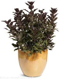 Image result for Polystachya winigeri