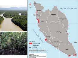 Mangroves occur worldwide in the tropics and subtropics. Rhizophora Biomass Of Mangrove Swamp Forests And Its Utilization In Energy And Industrial Production The Case Of Malaysia Springerlink