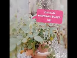 Asal cuti ja bunga ros,asal bunga ros ja cooti hahah elergik sungguh pantang jumpa bunga ros ni mungkin sebab warna dan bunganya yang menawan gitew. Cara Tanam Pokok Bunga Ros Dari Nursery Ke Dalam Pasu Youtube