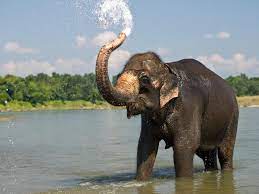 The Most Characteristic Feature Of Elephants Is Their Elongated Trunk Or Proboscis Which Is A Fusion Of Nose And Uppe Elephant Indian Elephant Animal Facts