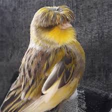 Baby hair loss is not only normal — it's common. Funny Baby Stingrays Shefalitayal