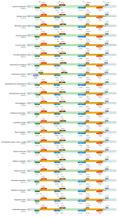 Image result for Lagenaria abyssinica