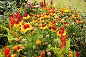 Perennial plants will give years of pleasure but it is important to get them off to a good start. Liven Up Spring Gardens With Perennial Plants Alabama Cooperative Extension System