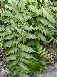 Image result for Blechnaceae