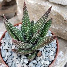 Gasteraloe Royal Highness Succulents Small Succulent Plants Plants