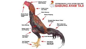 Pelajari Ciri Ciri Ayam Bangkok Asli F1 Sabung Ayam Online Ayam Juara Bangkok