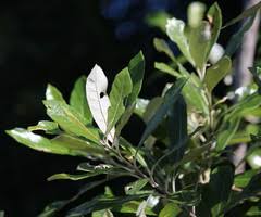 Image result for Monanthotaxis afra