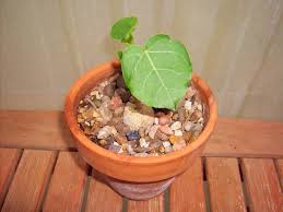 Image result for Ficus abutilifolia