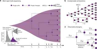 We did not find results for: Measuring Single Cell Divisions In Human Tissues From Multi Region Sequencing Data Nature Communications