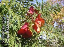 Image result for Erythrophysa