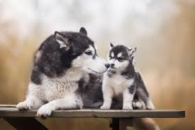 Wallpaper Husky Posted By Ryan Tremblay