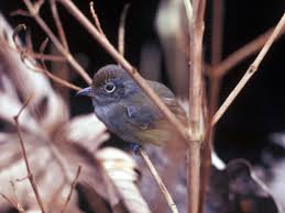 Image result for Dielsiothamnus divaricatus