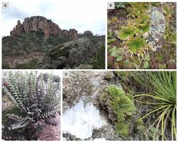 Image result for Loxogramme abyssinica