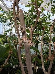 Image result for Acacia cornigera