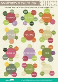 Companion Planting Chart Lots Of Great Info Video Tutorial