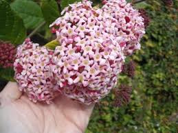 Image result for Rogiera amoena