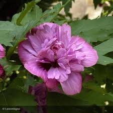 Image result for Hibiscus syriacus Violet Clair Double