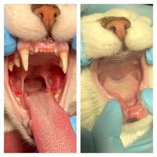 Cats accumulate plaque on their teeth just like we do. Stomatitis Animal Dental Specialist