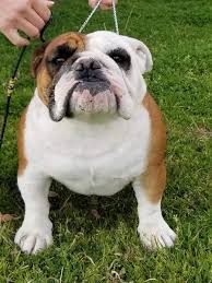 We are a small hobby breeder of english bulldogs located in south dakota. English Bulldog Studs English Bulldog Puppies For Sale In Texas