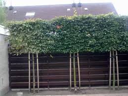 Foto Van Carpinus Betulus Bomen Online Nl In 2020 Garten Design Plane Bauerngarten Gartengestaltung