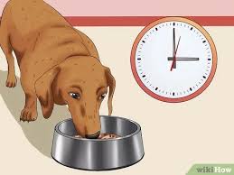 Offer his food for a short period of time, and then take it away. 3 Ways To Get Your Dog To Eat Dry Food Wikihow