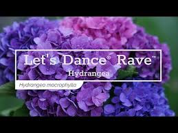 We do not recommend pruning if possible. 30 Seconds With Let S Dance Rave Reblooming Hydrangea Youtube