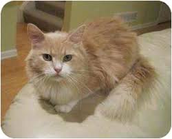 Are you thinking of adopting a maine coon cat or kitten and want to know what to look for before adoptions then read on as we have. Cleveland Oh Maine Coon Meet Bit O Honey A Pet For Adoption